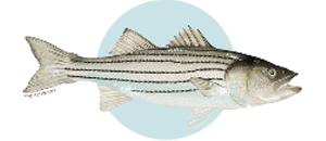 Striped Bass Fish