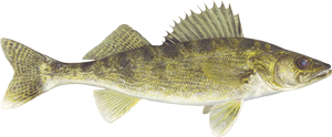 Walleye fish